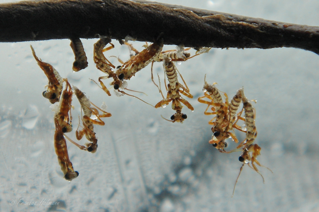 Pseudocreobotra wahlbergii - afrikanische Blütenmantis