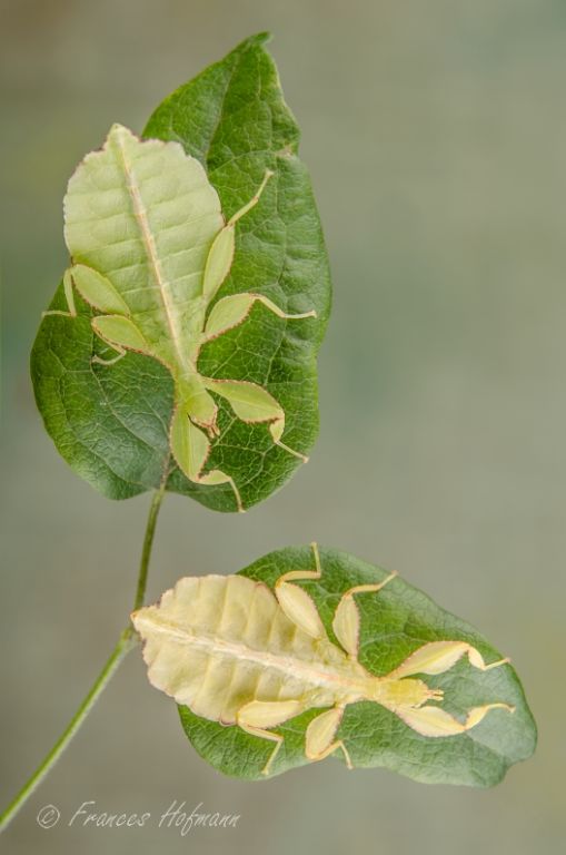 Phyllium philippinicum
