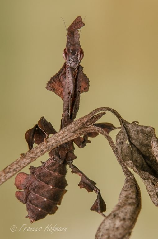 Phyllocrania paradoxa