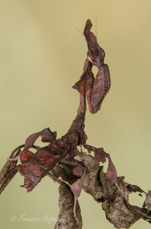 Phyllocrania paradoxa