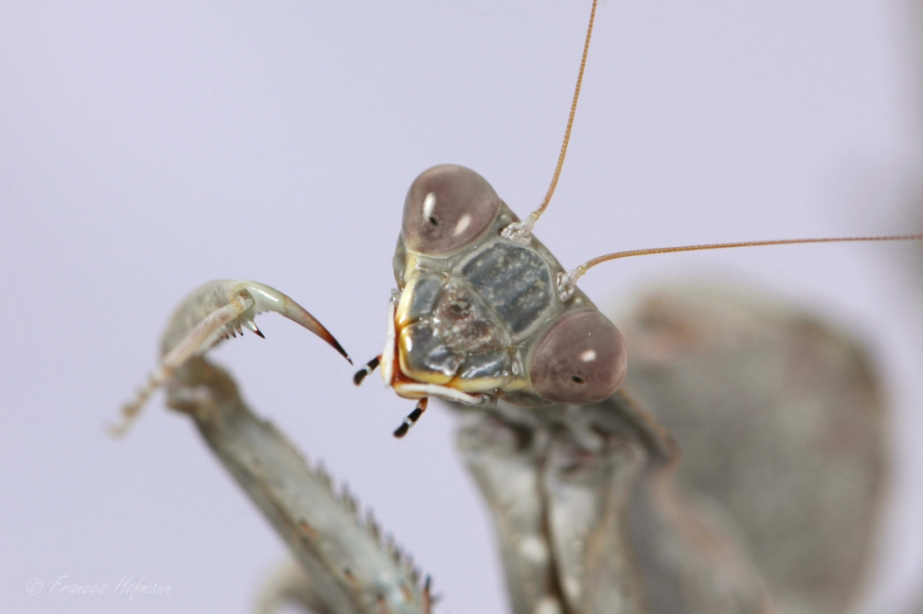 Sphodromantis viridis 