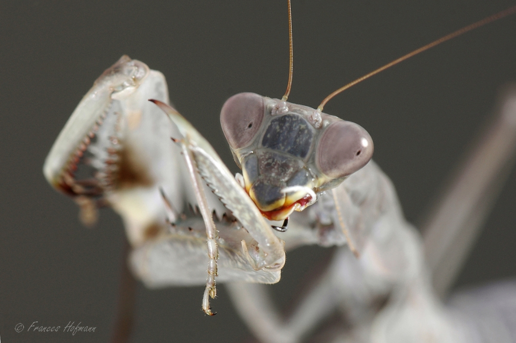 Sphodromantis viridis 