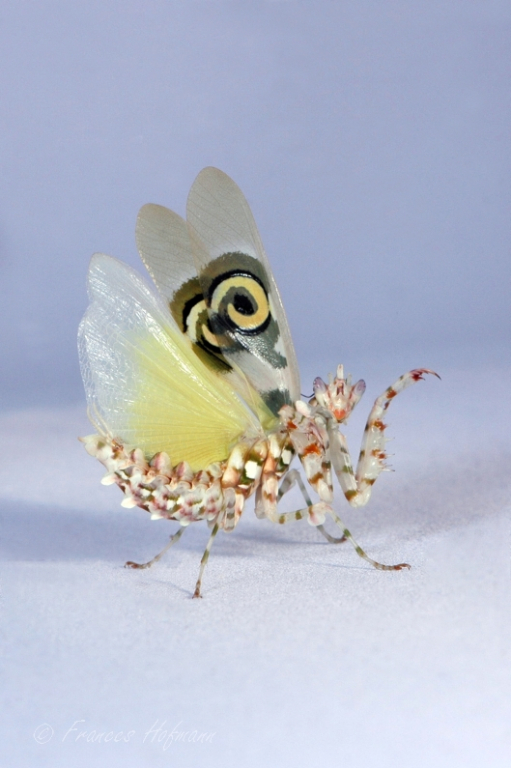 Pseudocreobotra wahlbergii - afrikanische Blütenmantis