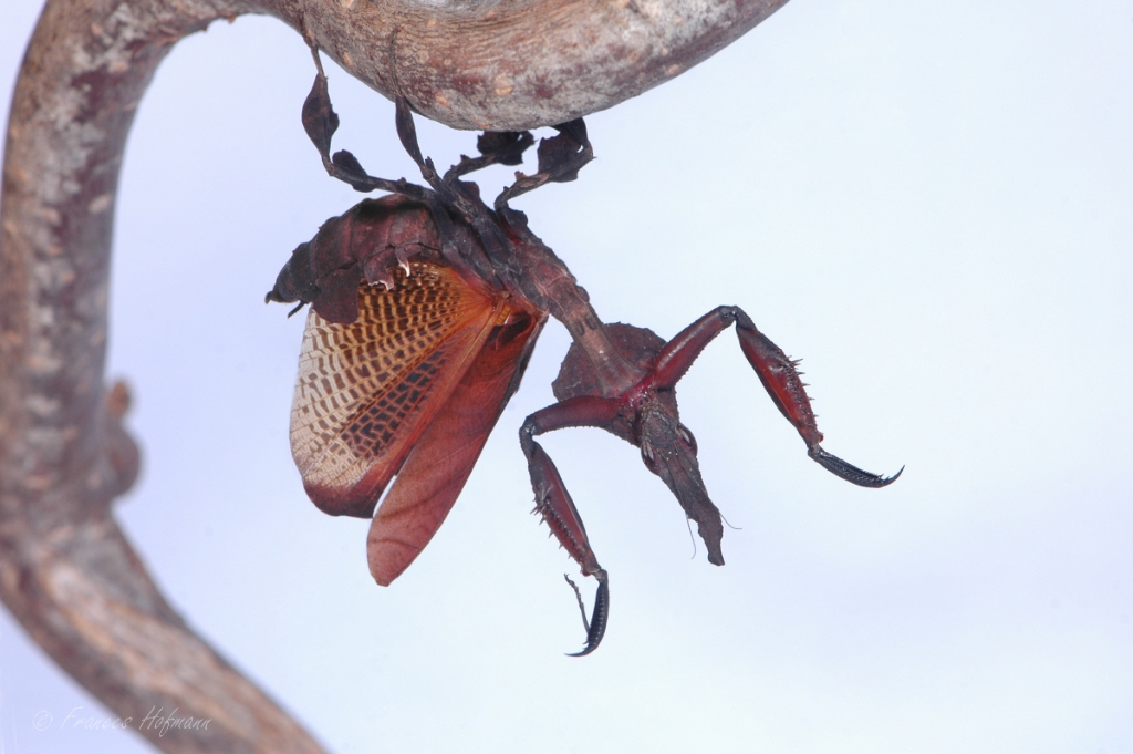 Phyllocrania paradoxa - Geistermantis