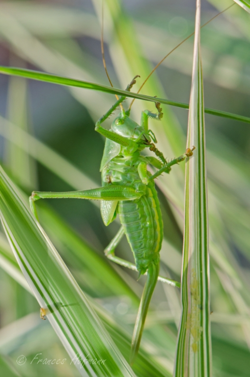 Tettigonia viridissima - Grünes Heupferd