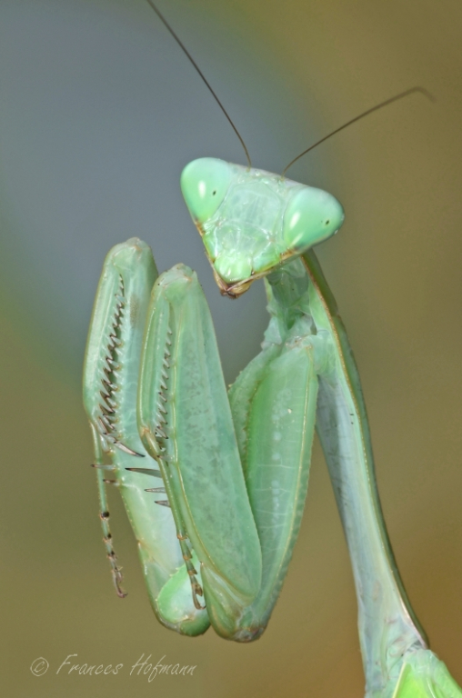 Rhombodera basalis - Grüne Schildmantis