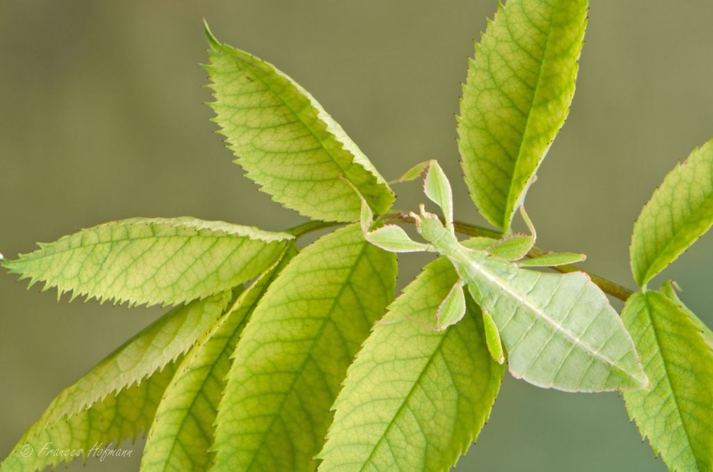 Phyllium philippinicum