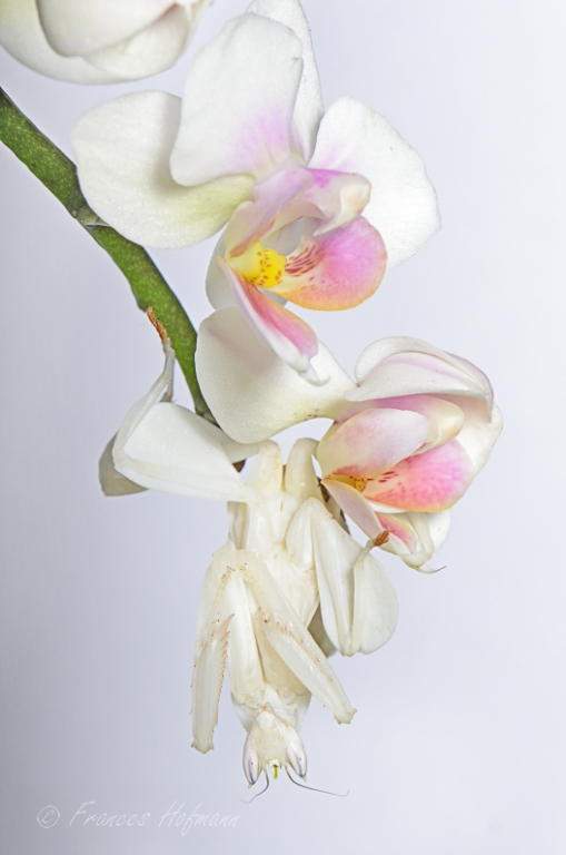 Hymenopus coronatus - Orchideenmantis