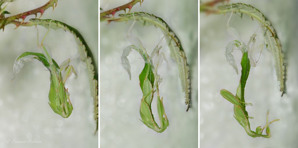 Phyllium philippinicum - Häutung