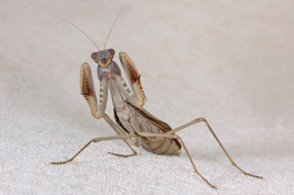 Sphodromantis viridis 
