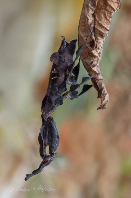 Phyllocrania paradoxa - Geistermantis