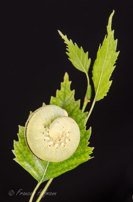 Cimbex femoratus - Birkenblattwespe