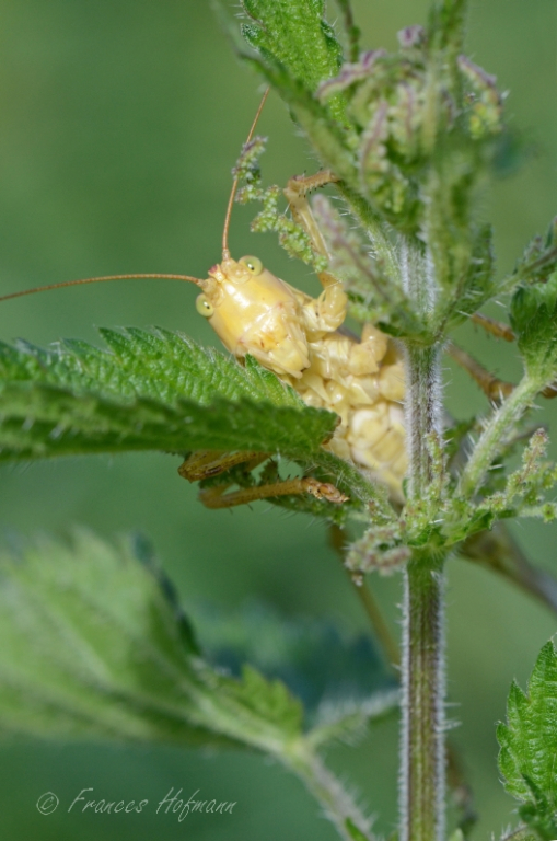 Tettigonia viridissima - Grünes Heupferd