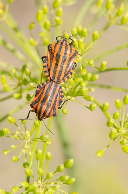 Graphosoma lineatum - Streifenwanze