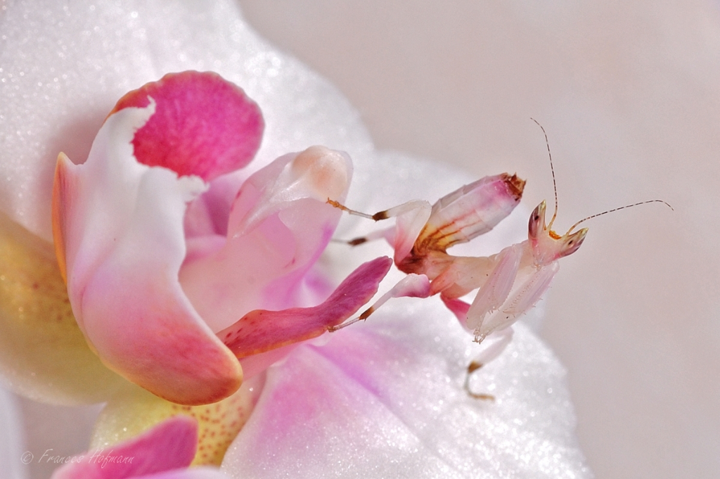 Hymenopus coronatus - Orchideenmantis