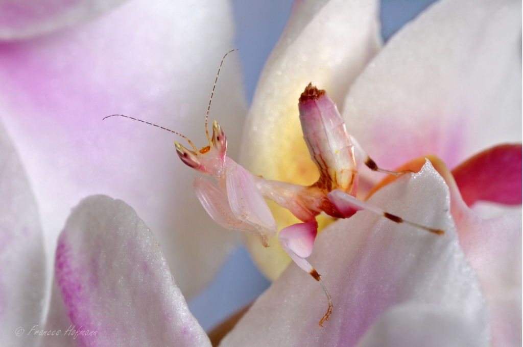 Hymenopus coronatus - Orchideenmantis