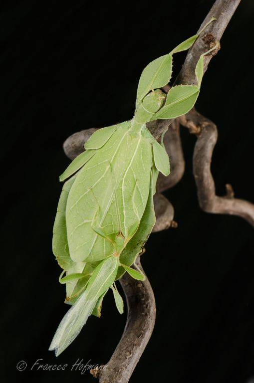 Phyllium philippinicum