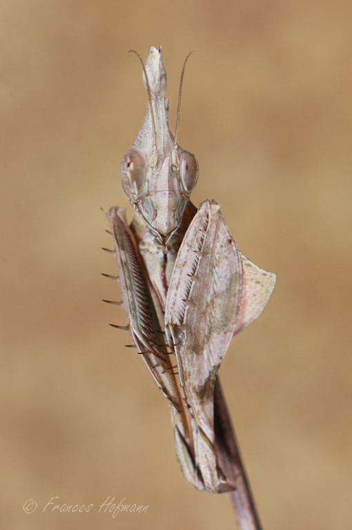 Gongylus gongylodes - Geigenmantis