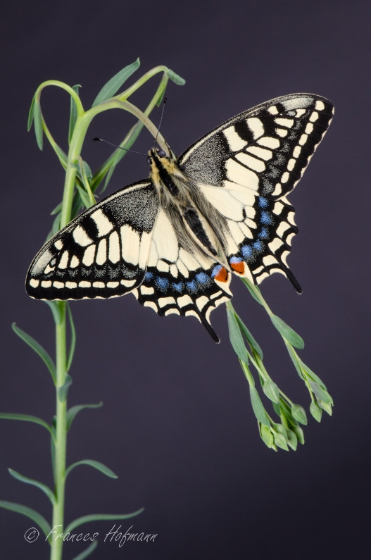 Papilio machaon - Schwalbenschwanz