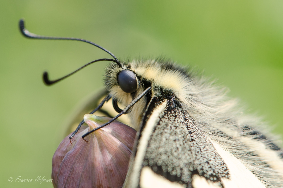 Papilio machaon - Schwalbenschwanz