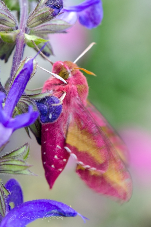 Deilephila porcellatus - Kleiner Weinschwärmer