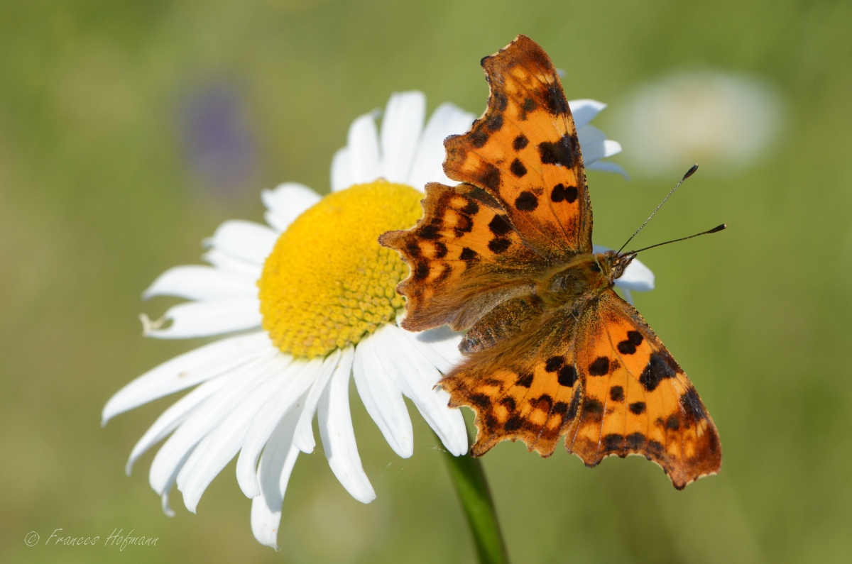 Polygona c album - C-Falter