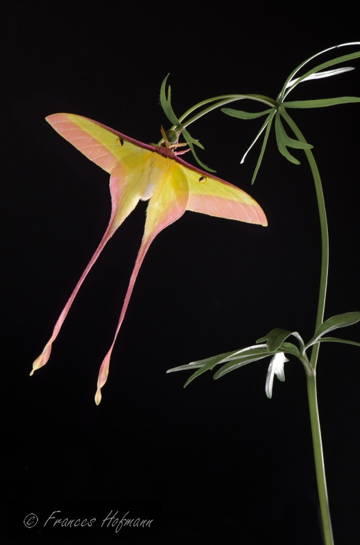 Actias dubernardi - Chinesischer Mondspinner