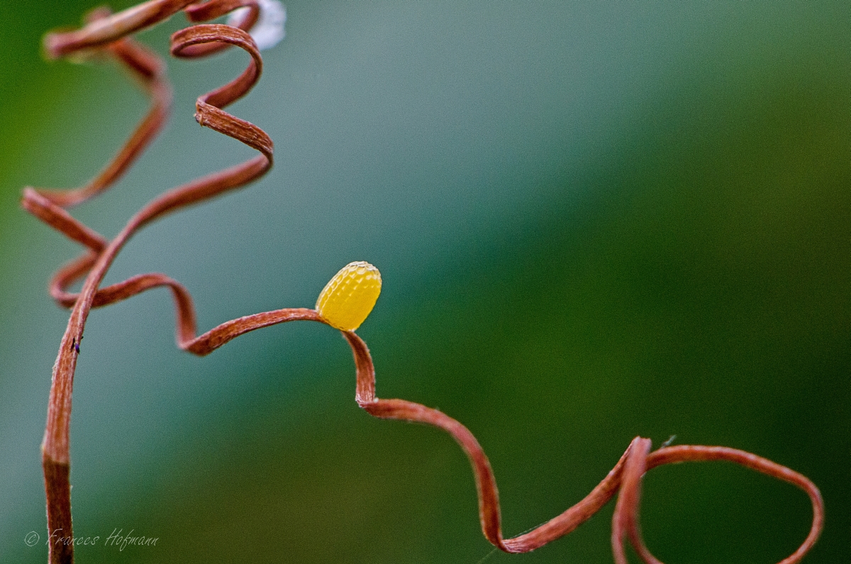 Dryas julia - Juliafalter Ei