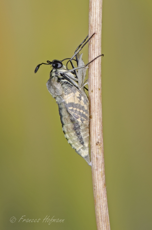 Papilio machaon - Schwalbenschwanz