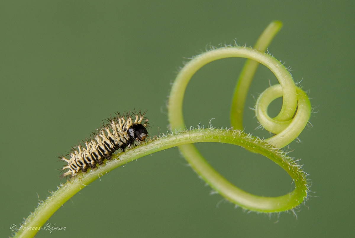 Attacus atlas - Atlasseidenspinner