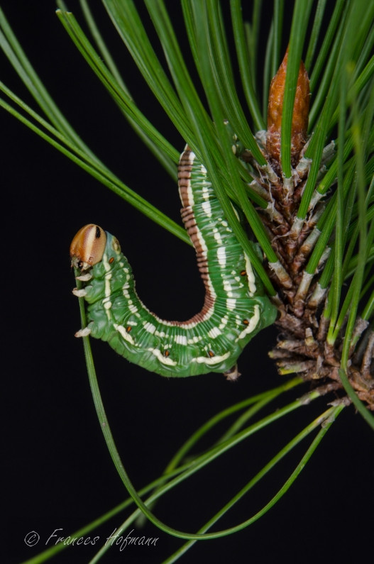 Sphinx pinastri - Kiefernschwärmer