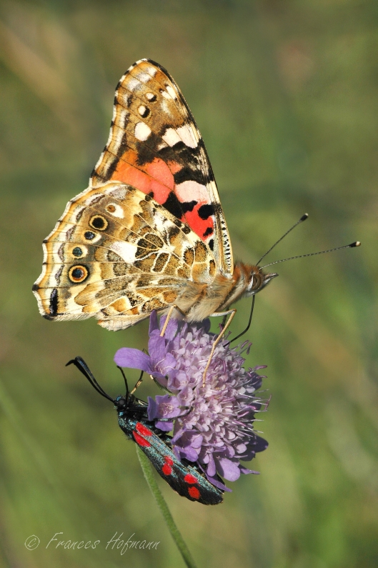 Vanessa cardui - Distelfalter + Widderchen
