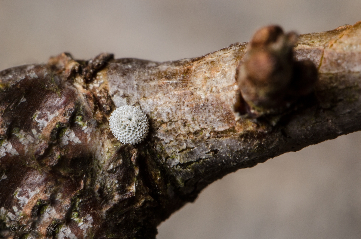 Thecla betulae - Nierenfleck-Zipfelfalter