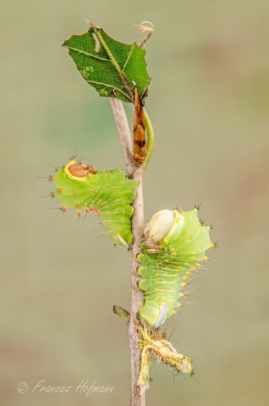 Antheraea polyphemus