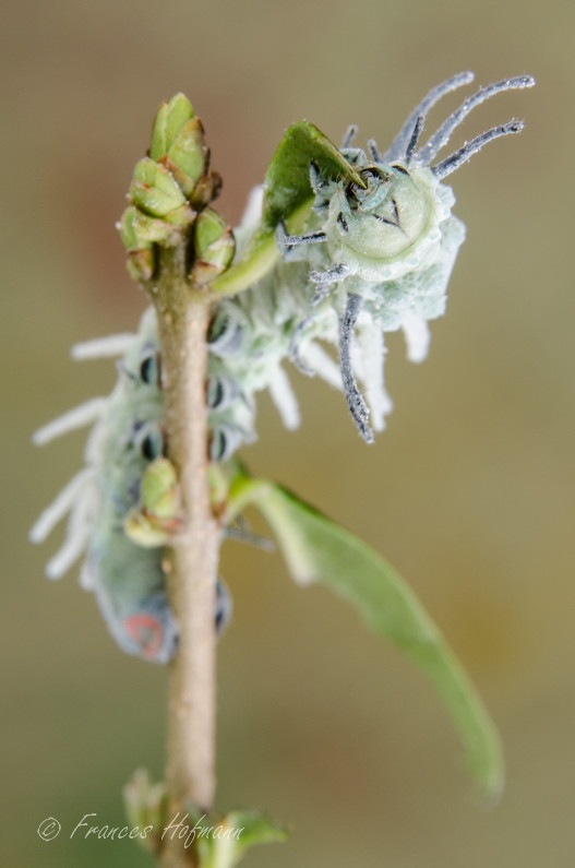 Attacus atlas - Atlasseidenspinner