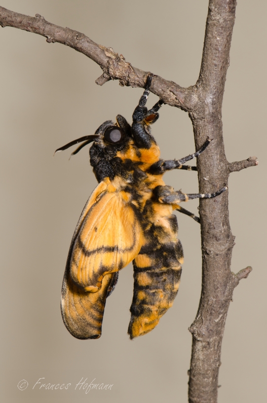 Acherontia atropos - Totenkopfschwärmer