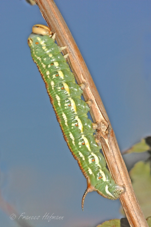 Sphinx pinastri - Kiefernschwärmer