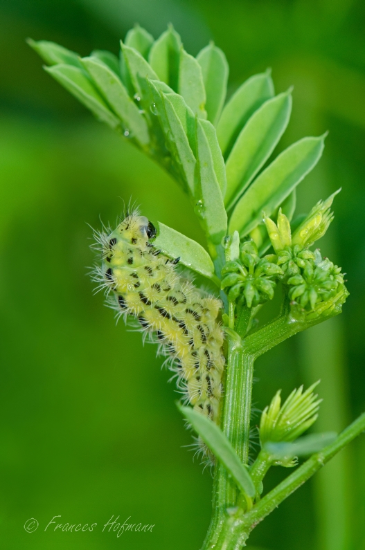 Zygaena filipendulae - Sechsfleck-Widderchen