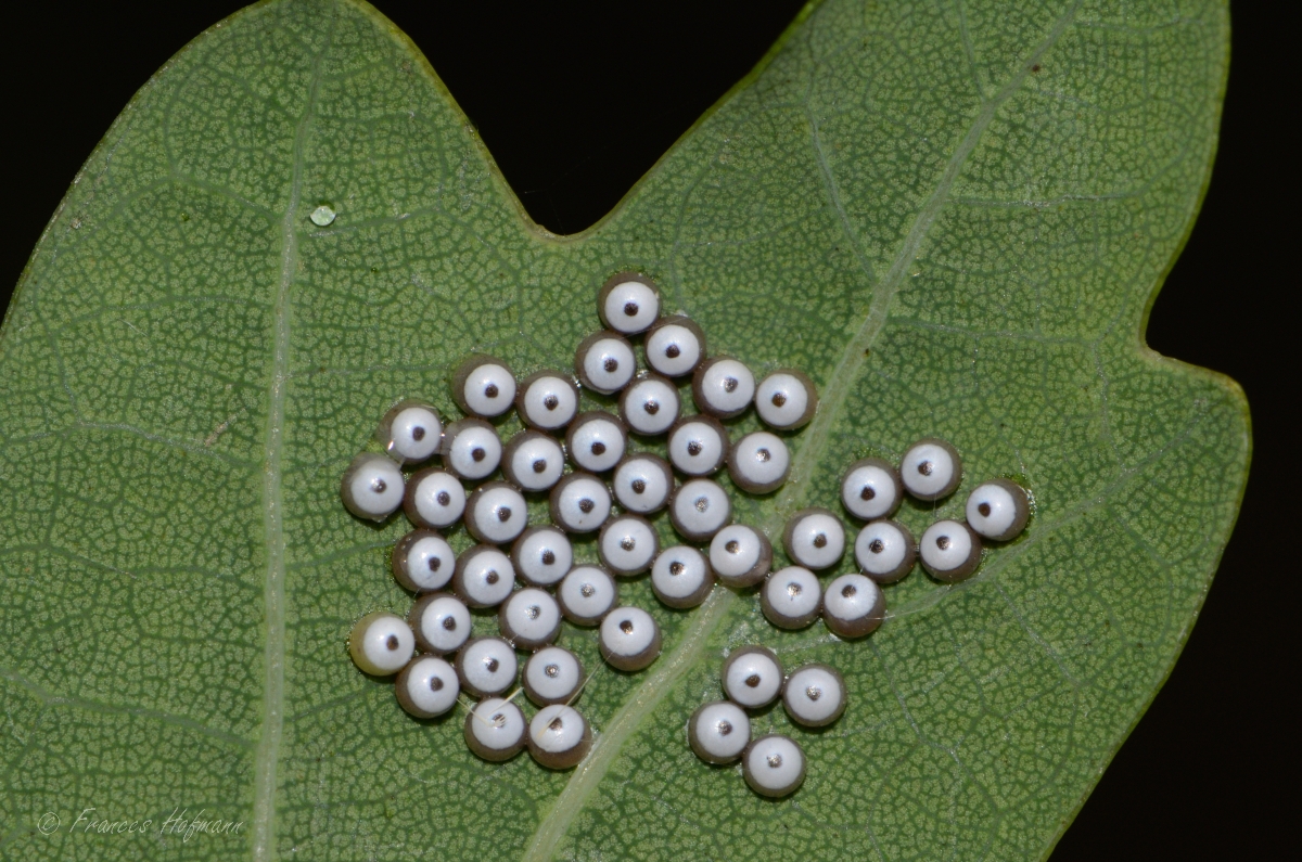 Phalera bucephala - Mondvogel
