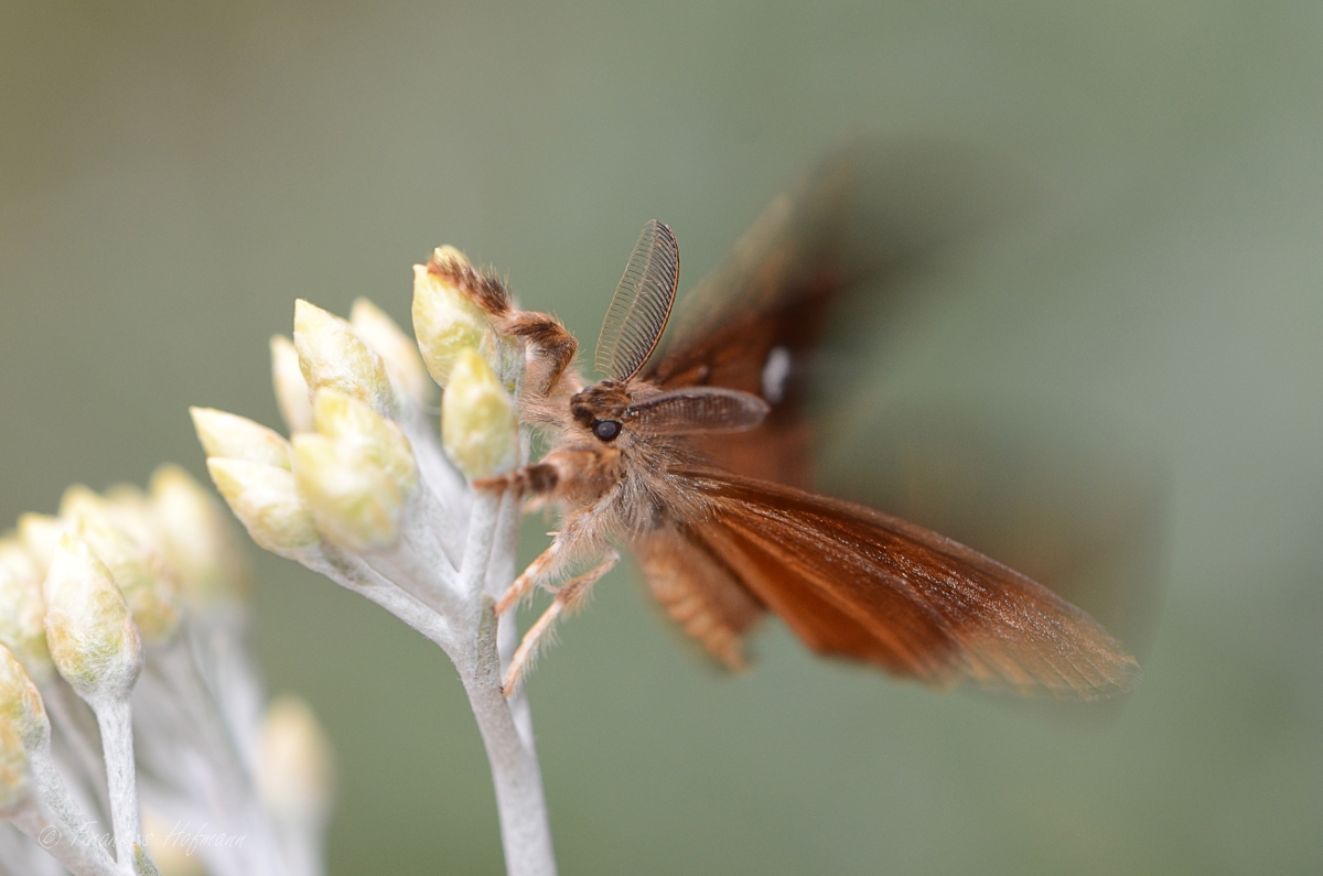 Orgia antiqua - Schlehenbürsten-Spinner