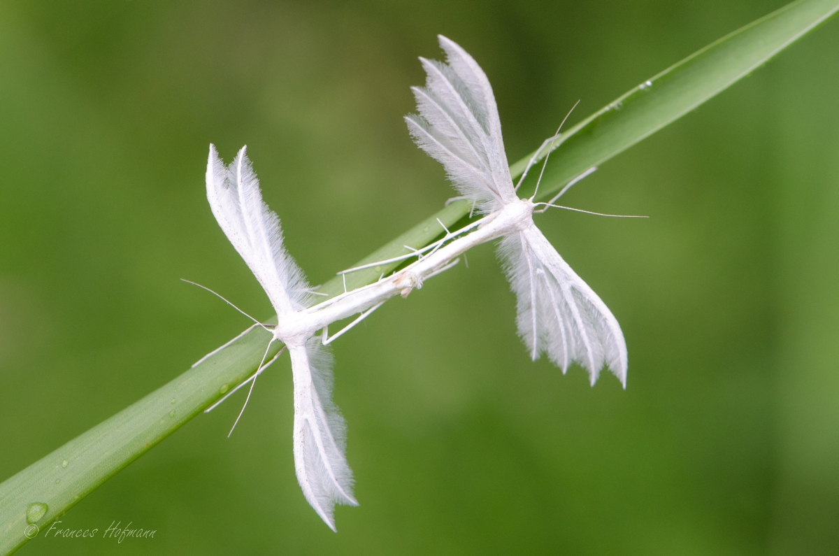 Pterophorus pentadactylus - Federgeistchen
