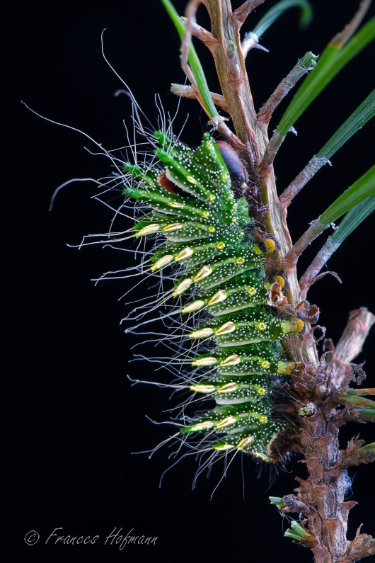 Actias dubernardi - Chinesischer Mondspinner
