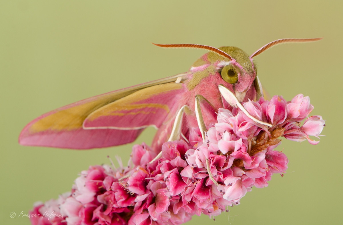 Deilephila porcellus - kleiner Weinschwärmer