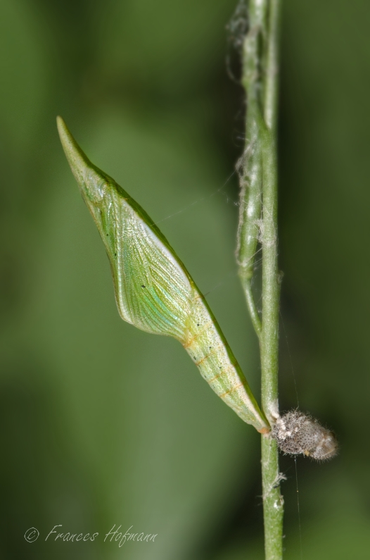 Anthocharis cardamines - Aurorafalter