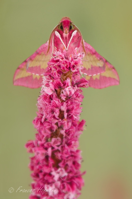 Deilephila porcellus - kleiner Weinschwärmer