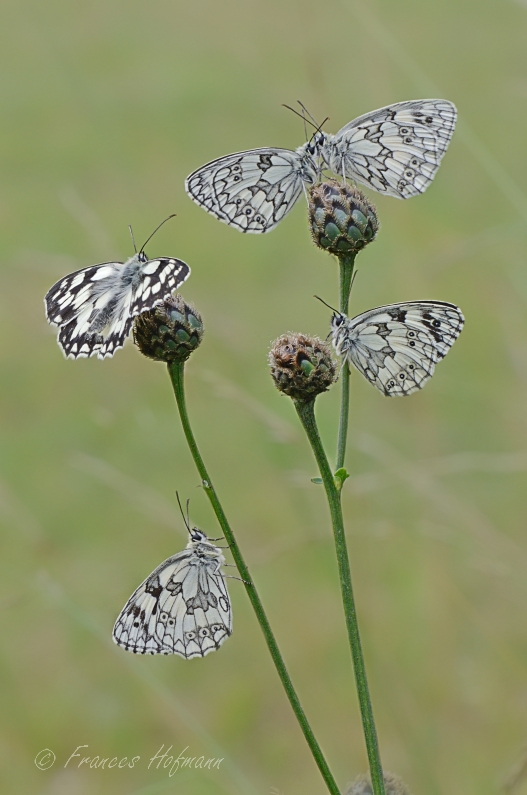 Melanargia galathea - Schachbrett