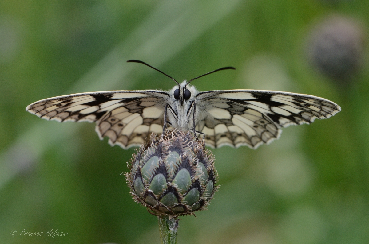 Melanargia galathea - Schachbrett