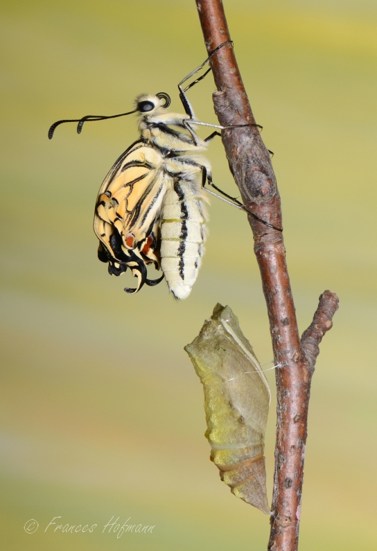 Papilio machaon - Schwalbenschwanz