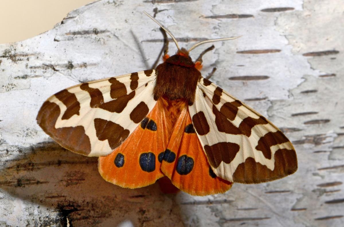 Arctia caja - Brauner Bär