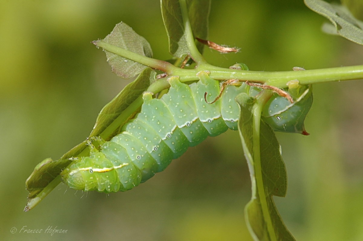 Amphipyra pyramidea - Pyramideneule
